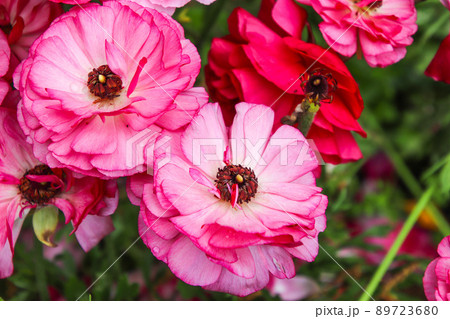 ラナンキュラスの花 ラナンキュラスの花 89723680