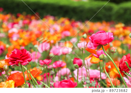 色とりどりに咲くラナンキュラスの花 色とりどりに咲くラナンキュラスの花 89723682