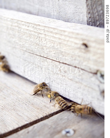 ハチ　ミツバチ　蜂蜜　養蜂園　百葉箱　花粉　 89723698