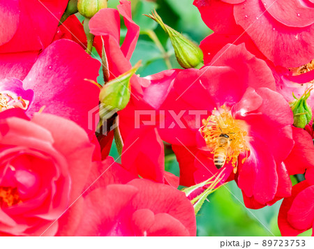 初夏の美しい景色 満開のバラの花の蜜を集めるかわいいミツバチの写真素材