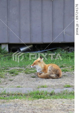 野生のキタキツネ 89724176