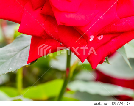 初夏の美しい景色　花びらに美しい水滴が付いた雨上がりのバラ 89724238