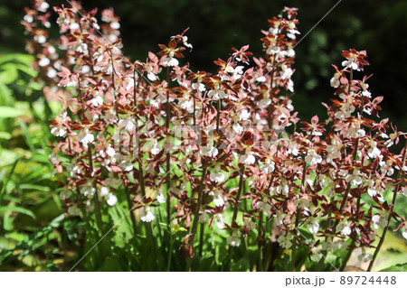 エビネの花 89724448