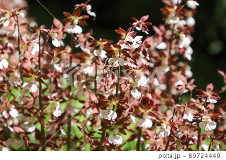 エビネの花 89724449