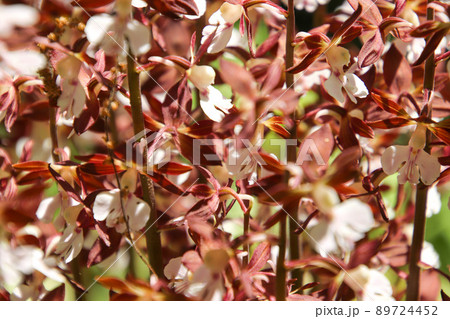 エビネの花 89724452