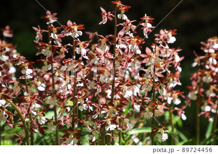 エビネの花 エビネの花 89724456