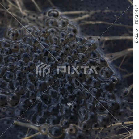 Laying frog eggs on the water surface in spring. Laying frog eggs on the water surface in spring. 89724457