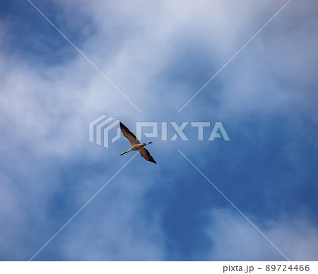 Crane in the sky. Gray crane flies against the background of white clouds in the spring sky. Crane in the sky. Gray crane flies against the background of white clouds in the spring sky. 89724466