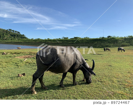 Herd of buffalo grazing in the meadow near the reservoir Herd of buffalo grazing in the meadow near the reservoir 89724467