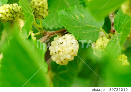 Mulberry berries close-up Morus nigra ripen on a tree branch. Selective focus Mulberry berries close-up Morus nigra ripen on a tree branch. Selective focus 89725019