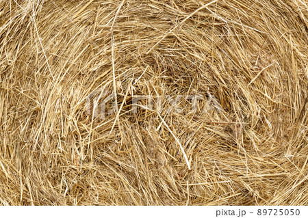 Dry grass straw background texture, Natural of dry straw and hay. Dry grass straw background texture, Natural of dry straw and hay. 89725050