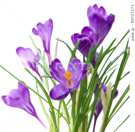 Crocus flower in the spring. Purple crocuses isolated on white background 89725271