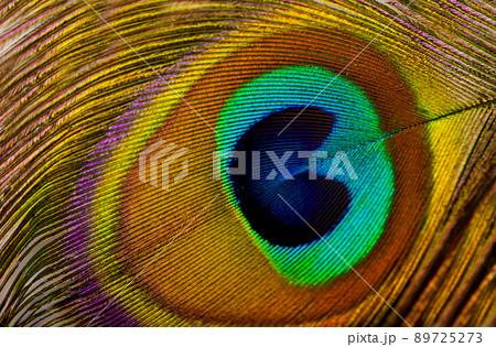 peacock feather. Macro of peacock feather isolated on white 89725273