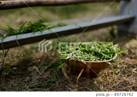 A bowl of fresh green organic grass stands near the bird feeder and is designed to provide vitamins for chickens A bowl of fresh green organic grass stands near the bird feeder and is designed to provide vitamins for chickens 89726762