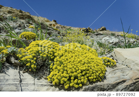 Basalt rock with gold flower blossoms - Aurinia Saxatilis Basalt rock with gold flower blossoms - Aurinia Saxatilis 89727092