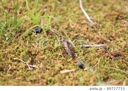 あまり見かけない珍しい昆虫 ヒゲコメツキ虫 あまり見かけない珍しい昆虫 ヒゲコメツキ虫 89727753