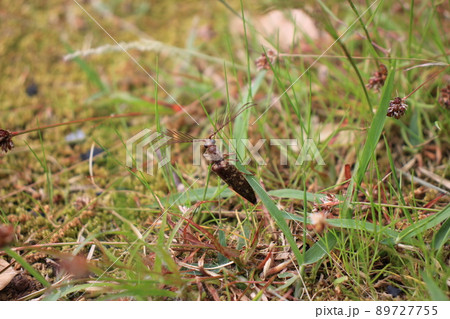 あまり見かけない珍しい昆虫 ヒゲコメツキ虫 89727755