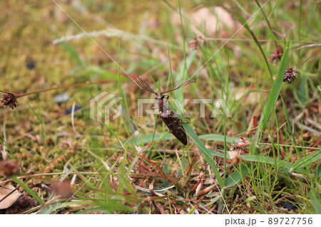 あまり見かけない珍しい昆虫 ヒゲコメツキ虫 あまり見かけない珍しい昆虫 ヒゲコメツキ虫 89727756