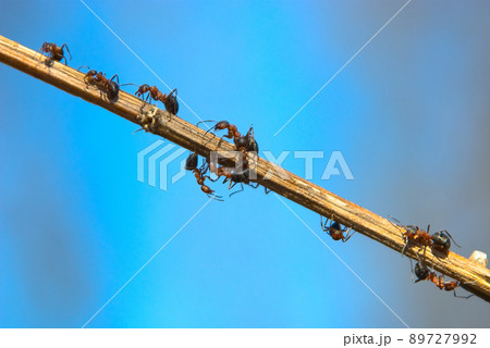 Ant track 89727992