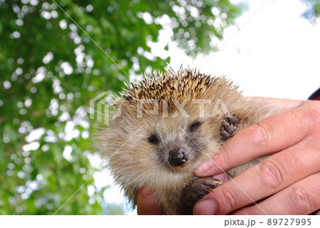 Erinaceus europaeus Erinaceus europaeus 89727995