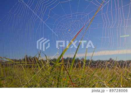 dew on spider web dew on spider web 89728006