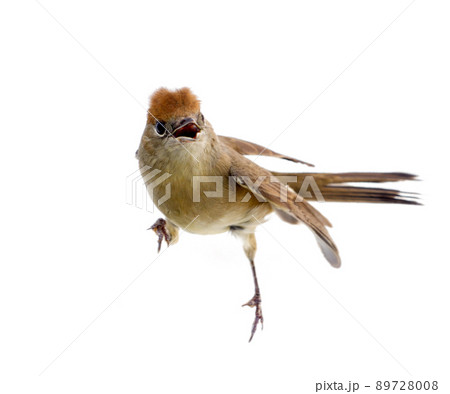 bird isolated on a white background (Black-cap) 89728008