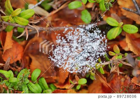 Snow on the web return of winter Snow on the web return of winter 89728036