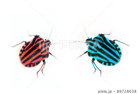 Brightly colored bug Italian. Macro Brightly colored bug Italian. Macro 89728038