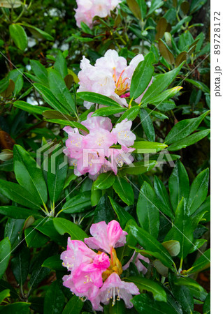 シャクナゲ 89728172