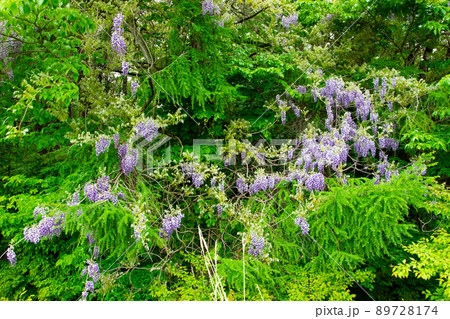 ヤマフジ 89728174