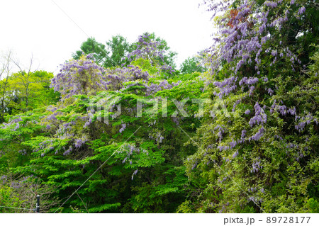 ヤマフジ 89728177