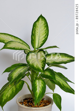 観葉植物 ディフェンバキア・カミーラ 観葉植物 ディフェンバキア・カミーラ 89728425