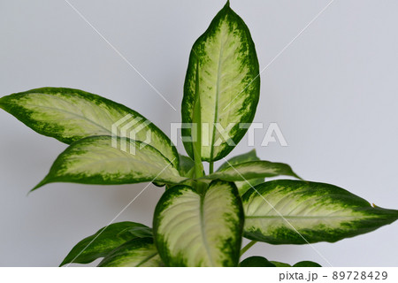 観葉植物　ディフェンバキア・カミーラ 89728429