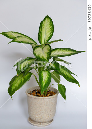 観葉植物　ディフェンバキア・カミーラ 89728430