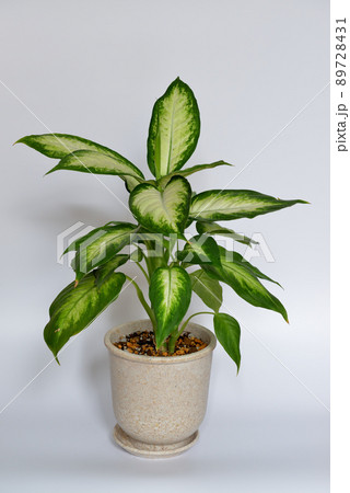 観葉植物 ディフェンバキア・カミーラ 観葉植物 ディフェンバキア・カミーラ 89728431