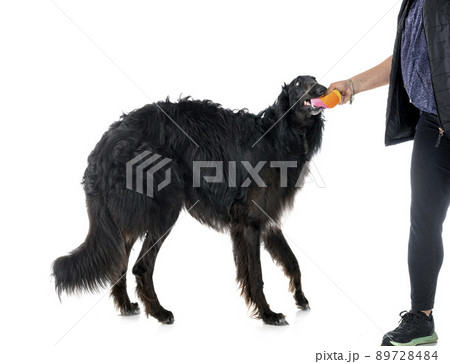 borzoi in studio borzoi in studio 89728484