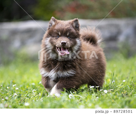 Finnish Lapphund in a garden 89728501