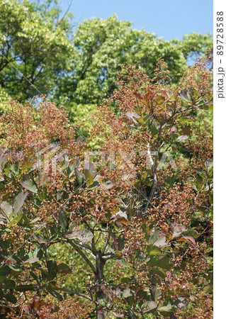 5月に入りますます開花が進む"スモークツリー"の花 89728588