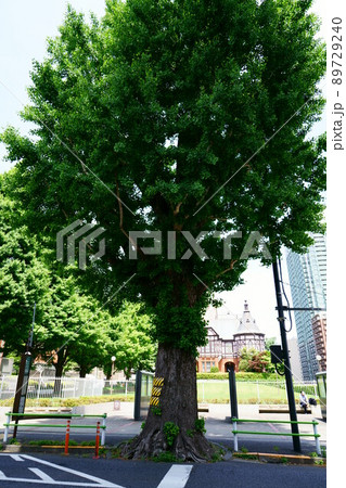 3374 明治学院前のイチョウ 3374 明治学院前のイチョウ 89729240