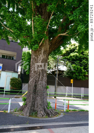 3373 明治学院前のイチョウ 3373 明治学院前のイチョウ 89729241