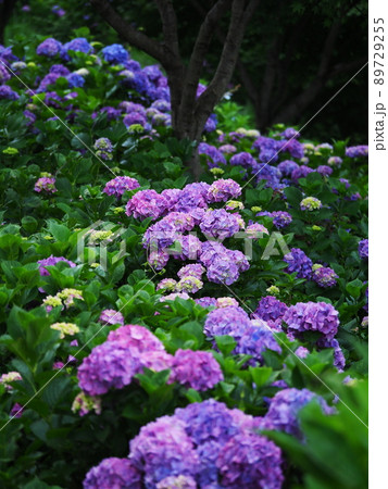 アジサイ アジサイ 89729255