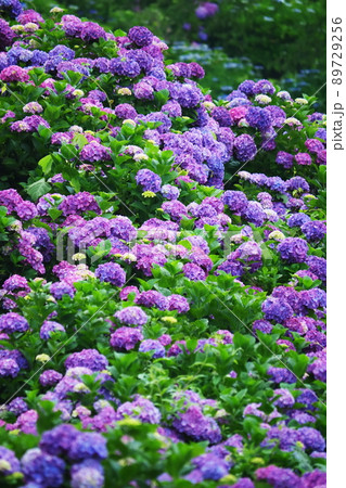 アジサイ 89729256