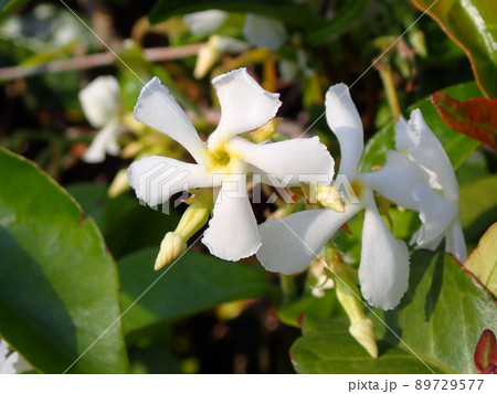 スタージャスミン 89729577