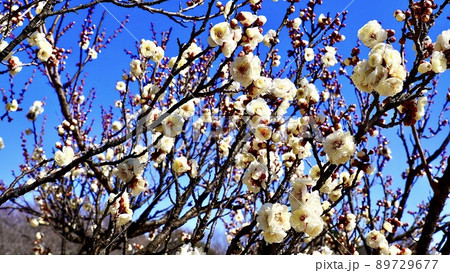 晴天の青空に咲く春日野（かすがの）という梅の開花 89729677