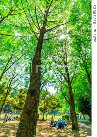 東京 渋谷区 春の代々木公園 イチョウ並木 東京 渋谷区 春の代々木公園 イチョウ並木 89729985