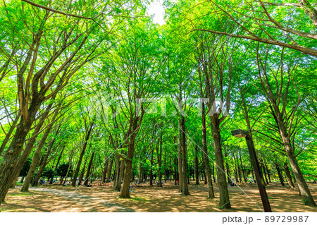 東京 渋谷区 春の代々木公園 イチョウ並木 東京 渋谷区 春の代々木公園 イチョウ並木 89729987