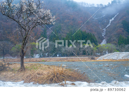 雪どけの魚野川河川敷 梅花 関越自動車道湯沢IC付近 残雪 早春の風景 雪どけの魚野川河川敷 梅花 関越自動車道湯沢IC付近 残雪 早春の風景 89730062