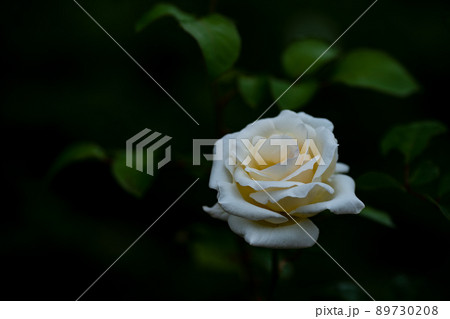 艶めく白いバラ 5月 艶めく白いバラ 5月 89730208