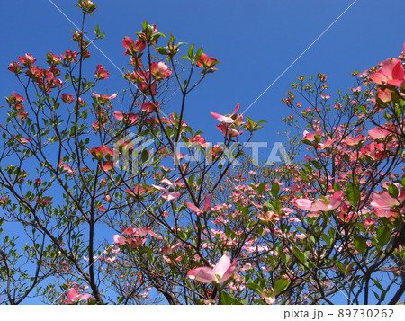 ハナミズキ ハナミズキ 89730262