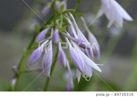 ギボウシ(ホスタ,擬宝珠)の蕾や花の動きが面白い ギボウシ(ホスタ,擬宝珠)の蕾や花の動きが面白い 89730316